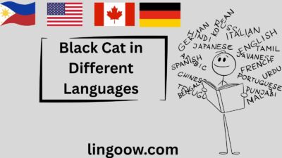 Black Cat in Different Languages