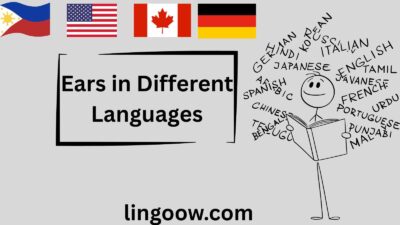 Ears in Different Languages